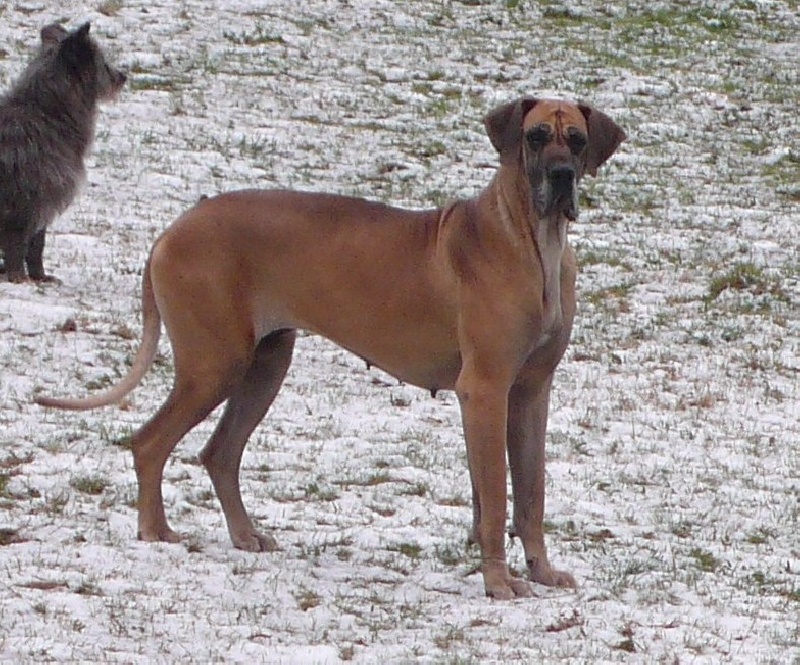 Les Dogue allemand de l'affixe Of Highland Wolfhound