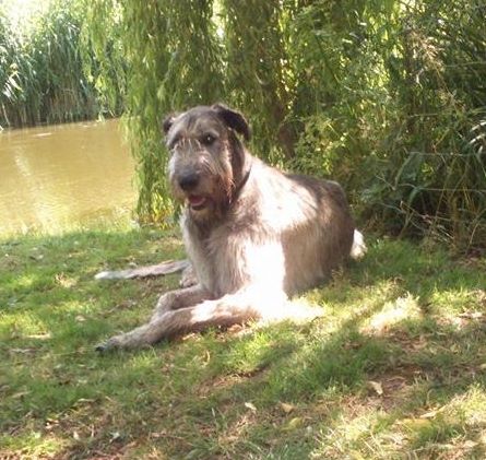 Of Highland Wolfhound - Saillie