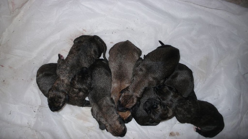 Chiot Levrier Irlandais Of Highland Wolfhound