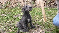 Flynn