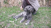 Finn